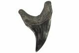 Rare, Fossil Mackerel Shark (Parotodus) Tooth - Georgia #121155-1